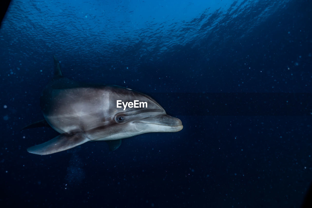 Dolphin swimming undersea