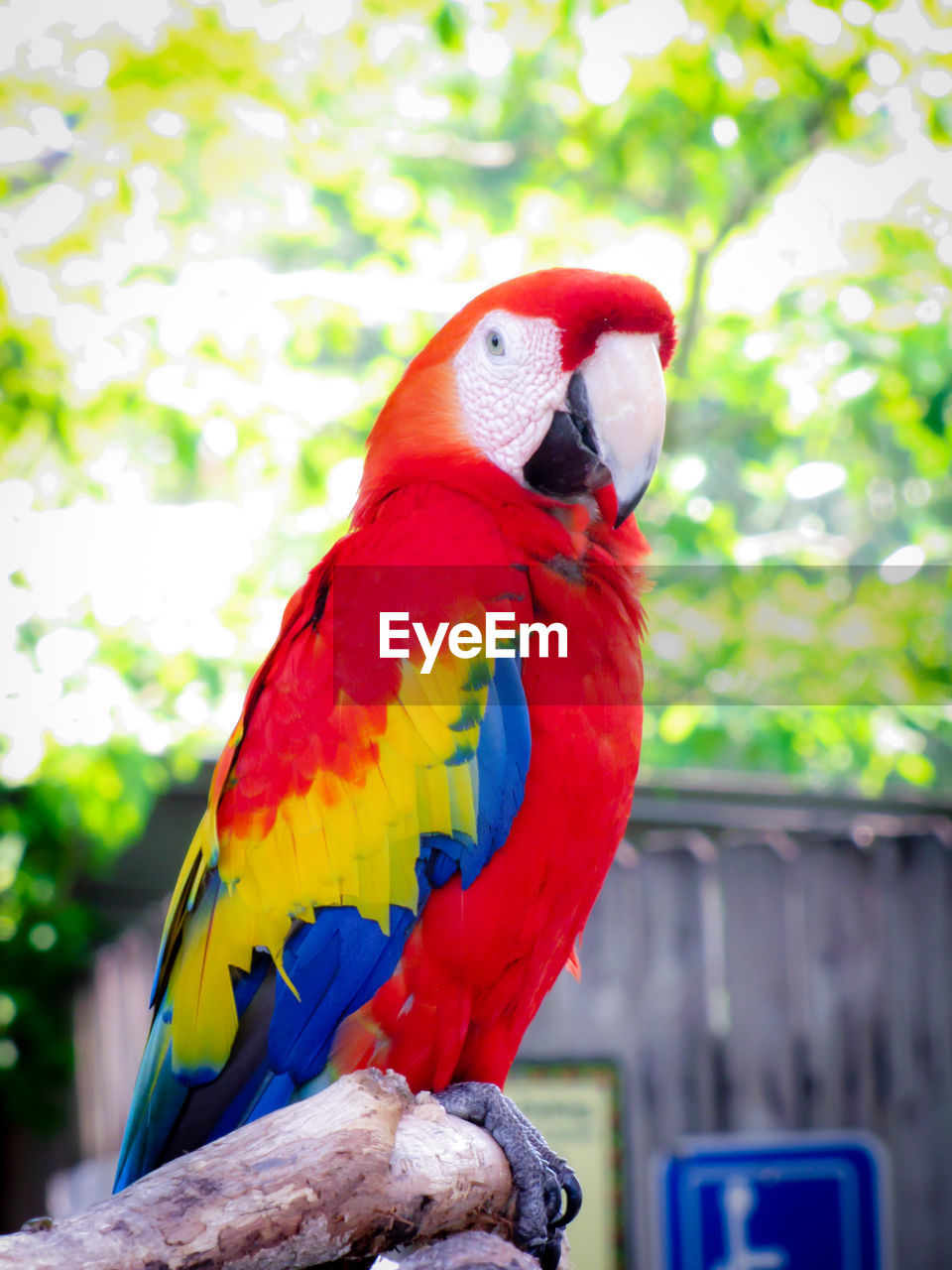 Close-up of parrot perching on a tree