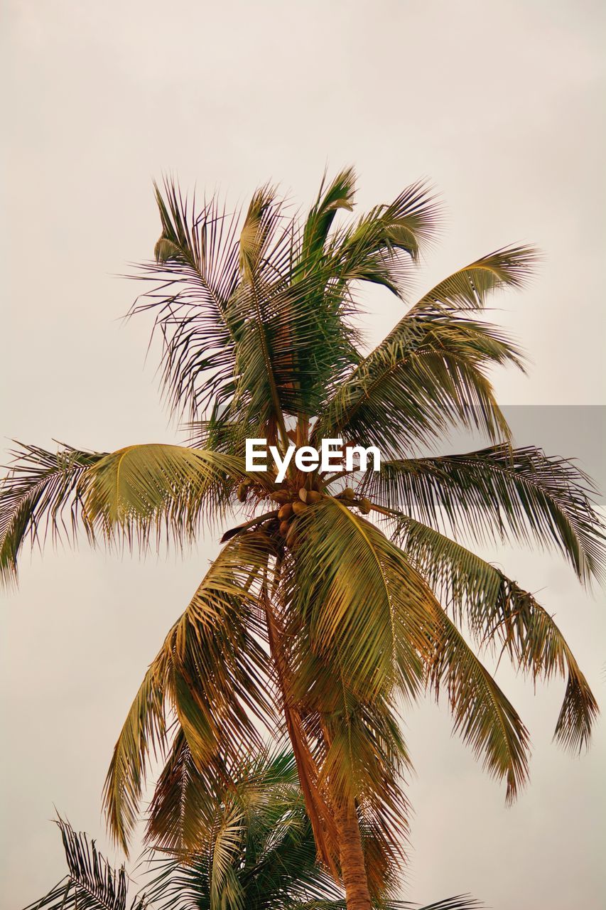 LOW ANGLE VIEW OF COCONUT PALM TREES AGAINST SKY