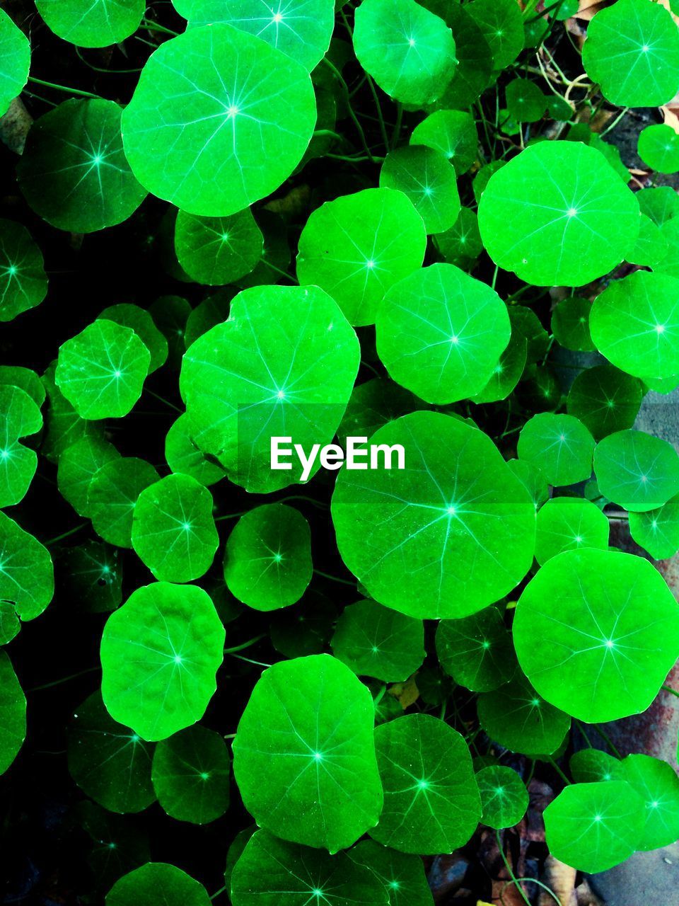 HIGH ANGLE VIEW OF WATER LILY LEAVES FLOATING ON PLANT