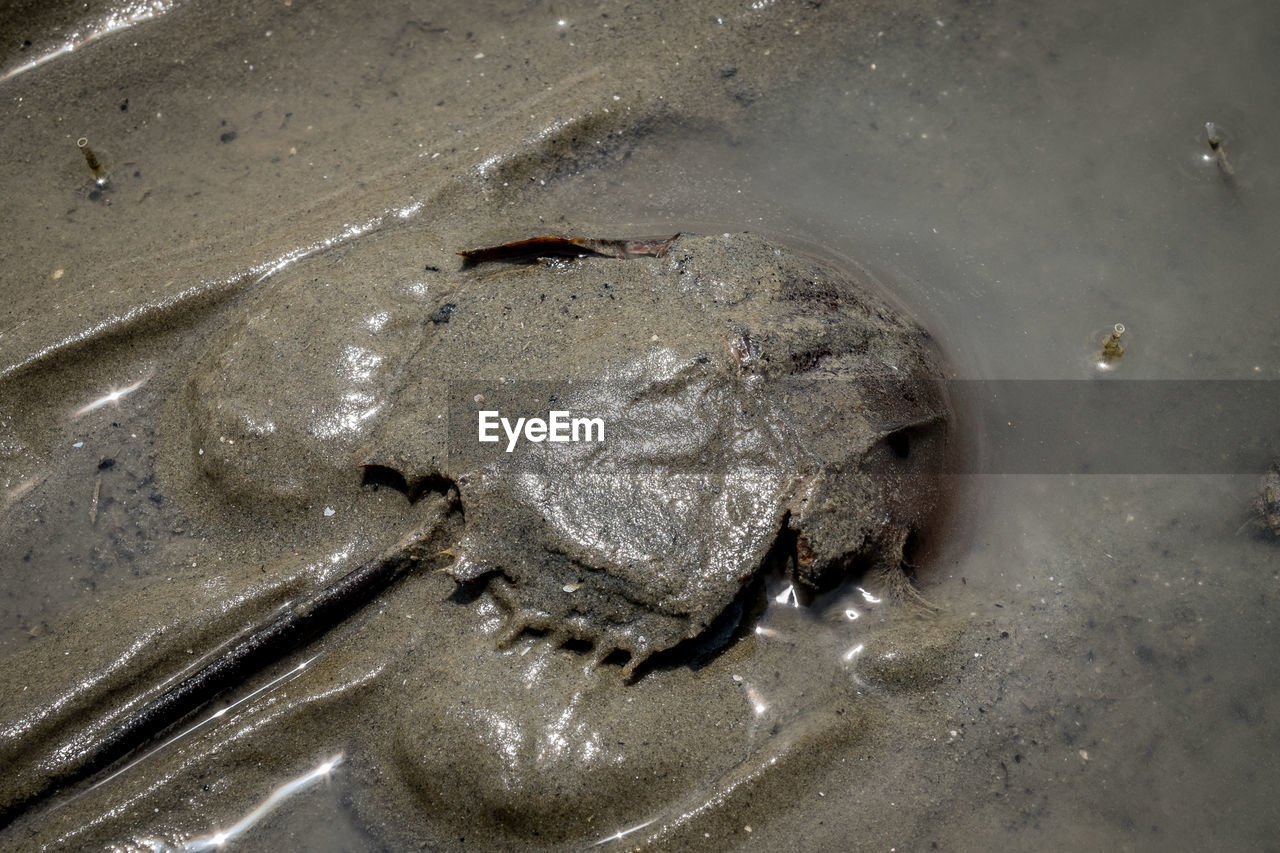 CLOSE-UP VIEW OF CRAB ON SAND