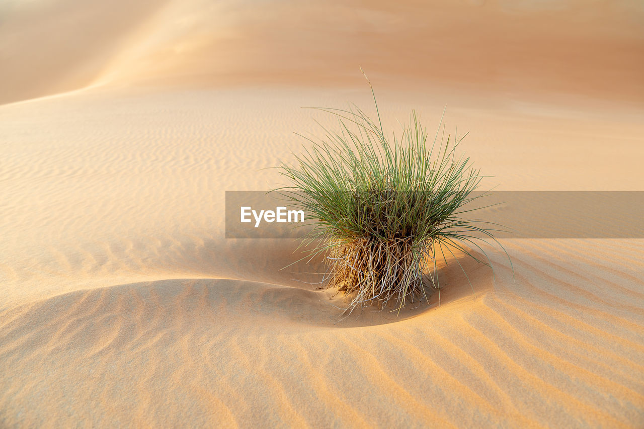 sand dune, sand, land, desert, natural environment, landscape, erg, nature, scenics - nature, environment, beauty in nature, arid climate, climate, dune, plant, no people, tranquility, singing sand, outdoors, dry, sky, day, growth, tranquil scene, non-urban scene, sunlight, sunset, travel