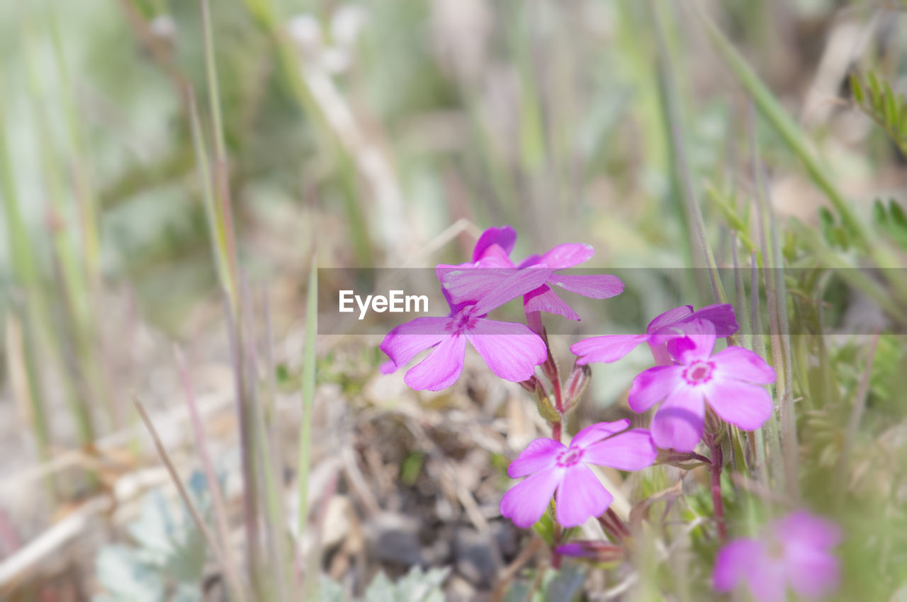 Close-up of purple flowers blooming outdoors