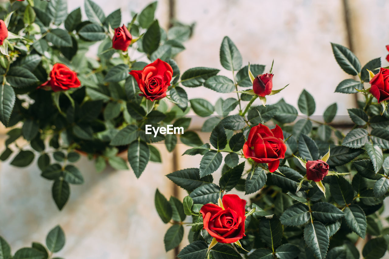 Gardening, planting and flora concept - close up of plant red spray rose in pots at greenhouse