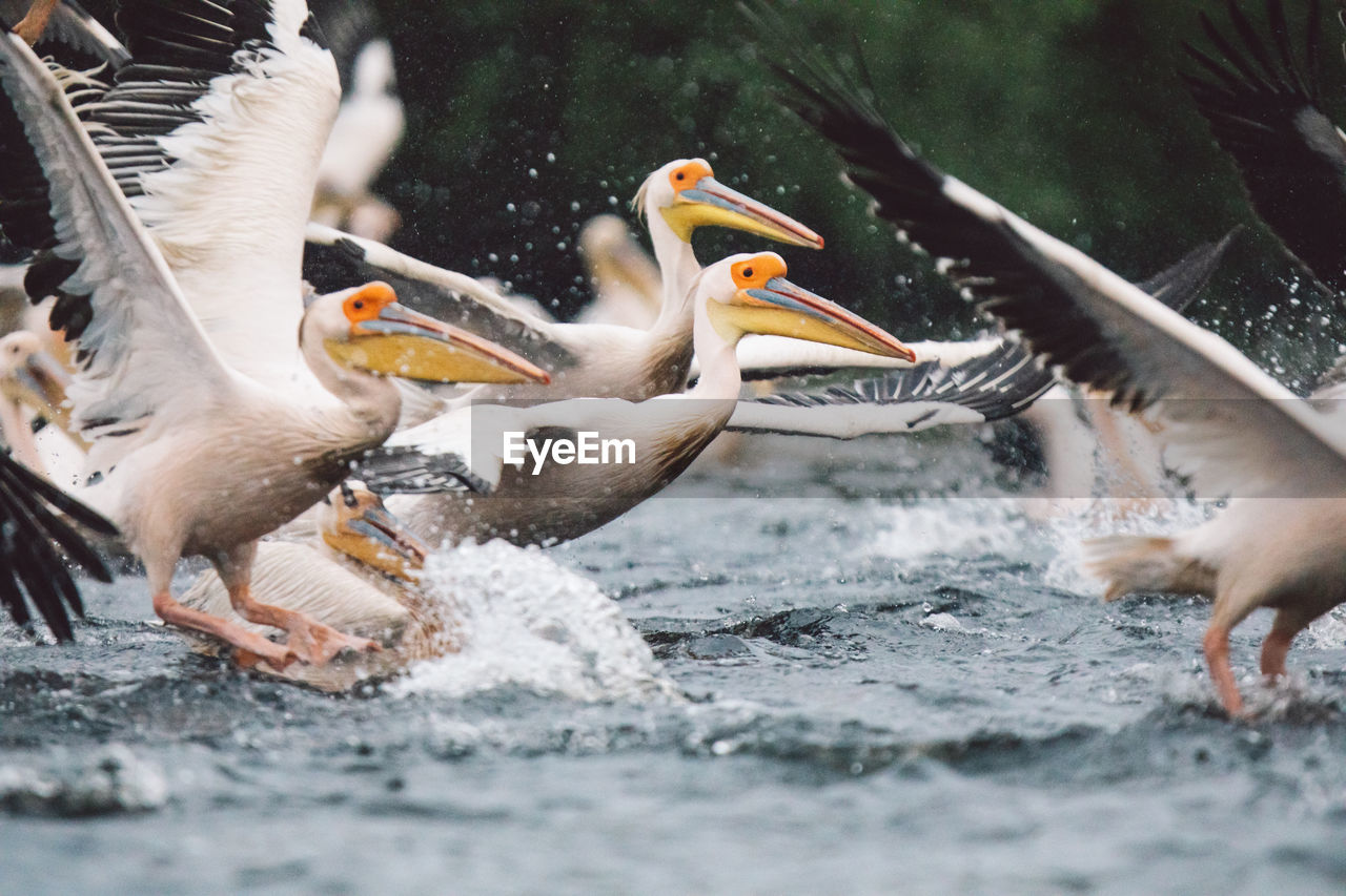 Pelicans flying over water