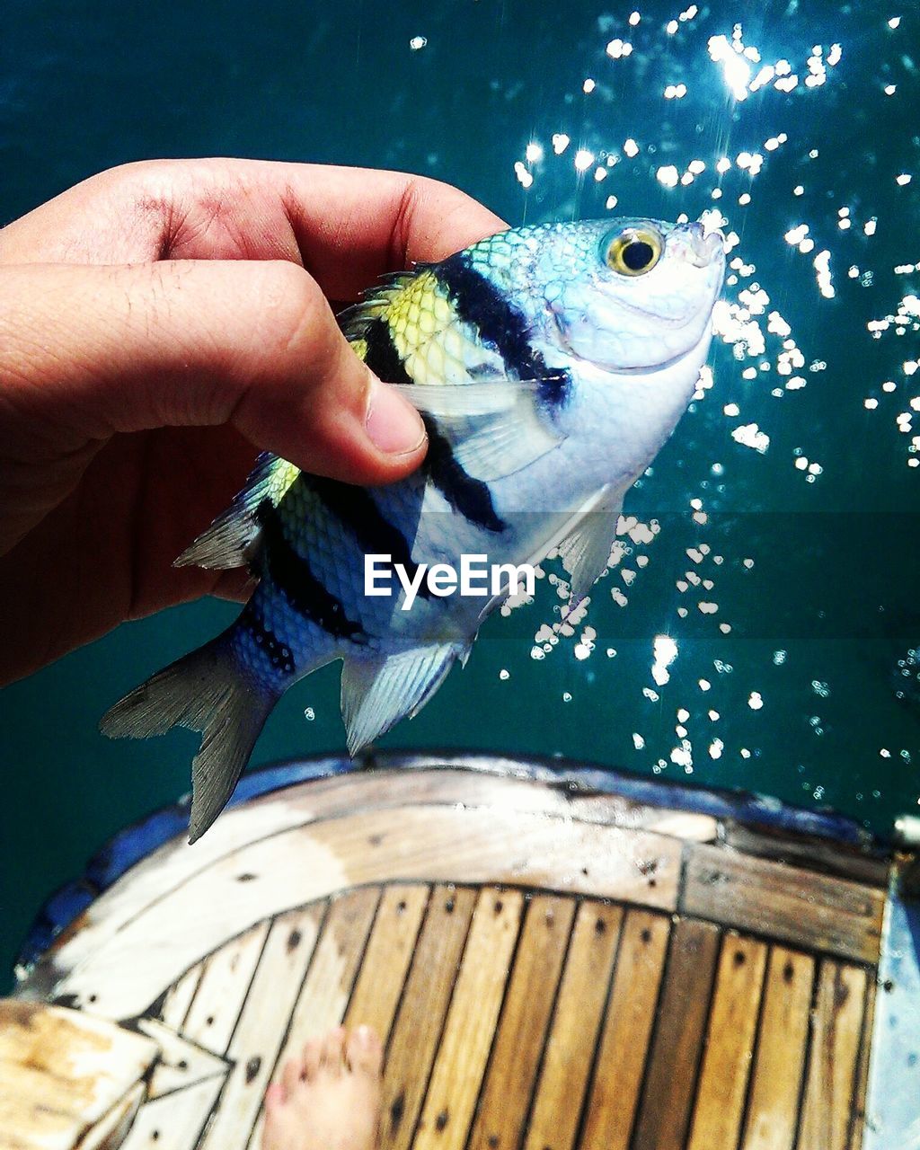 Close-up of man holding fish