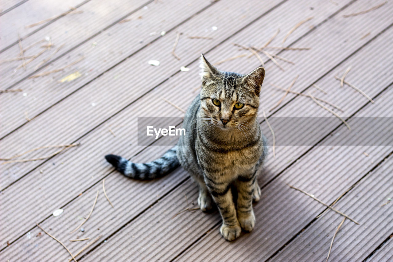 Cat in wooden deck
