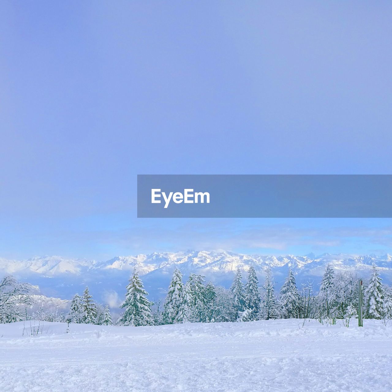 SNOW COVERED TREES AGAINST BLUE SKY