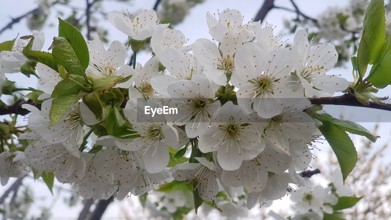 CLOSE-UP OF WHITE CHERRY BLOSSOMS ON TREE