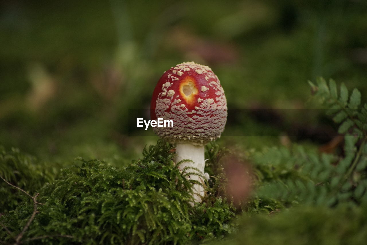 Close-up of mushroom growing on field