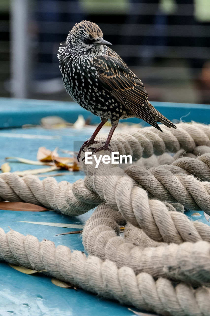 Close-up of a bird perching on a barge