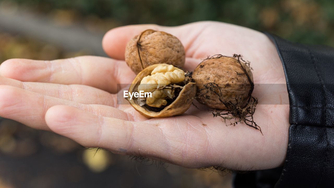 Cropped hand of man holding walnuts