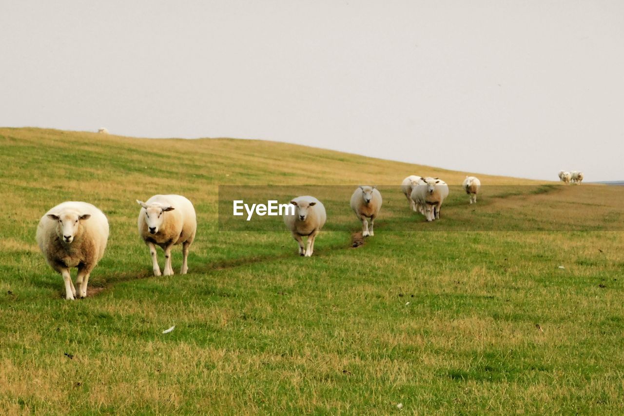 Sheep on the dike of the german northsea on their way home before its getting dark