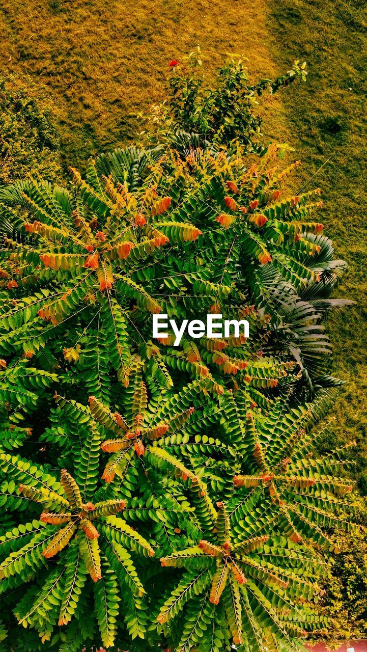 High angle view of fresh green plant