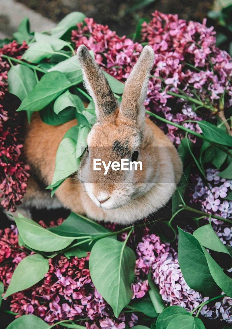 animal, animal themes, mammal, one animal, domestic rabbit, pet, plant, rabbit, flower, rabbits and hares, plant part, flowering plant, leaf, nature, no people, animal wildlife, domestic animals, close-up, springtime, beauty in nature, portrait, outdoors, animal body part