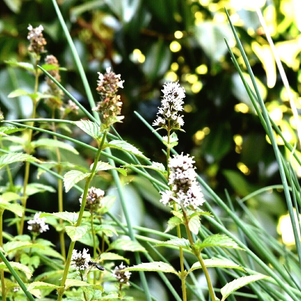 CLOSE-UP OF WHITE FLOWERS