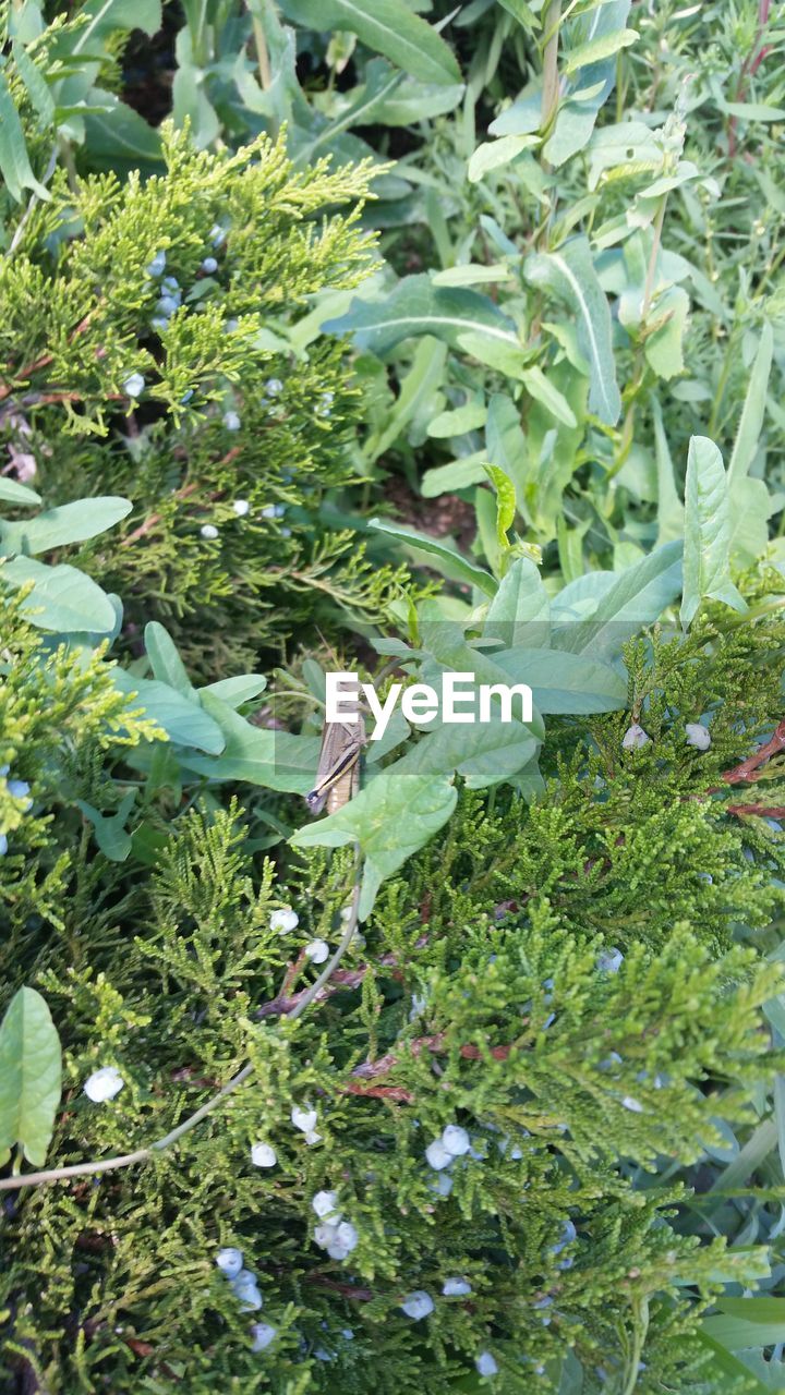 HIGH ANGLE VIEW OF CATERPILLAR ON PLANTS