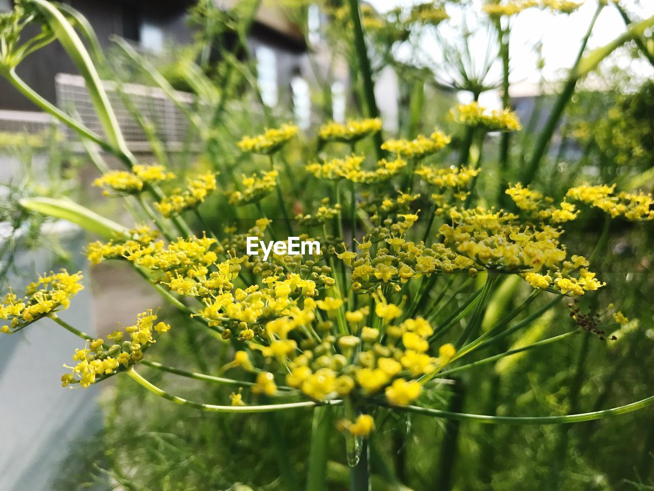 Close-up of yellow flowers