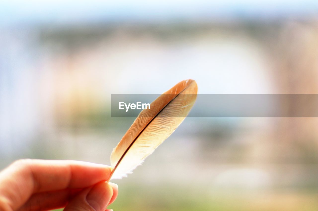 Close-up of hand holding feather