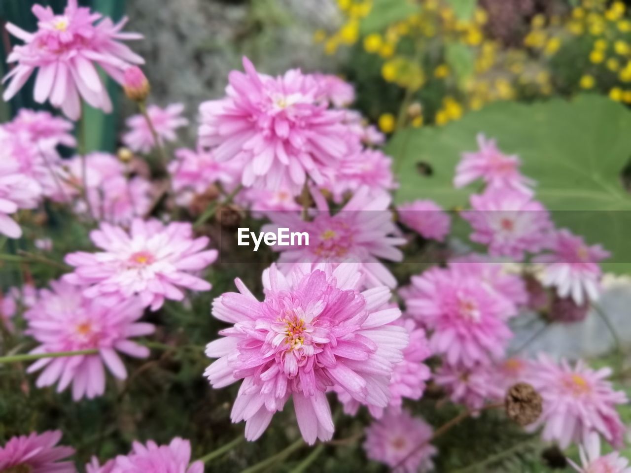 Close-up of pink flowering plants