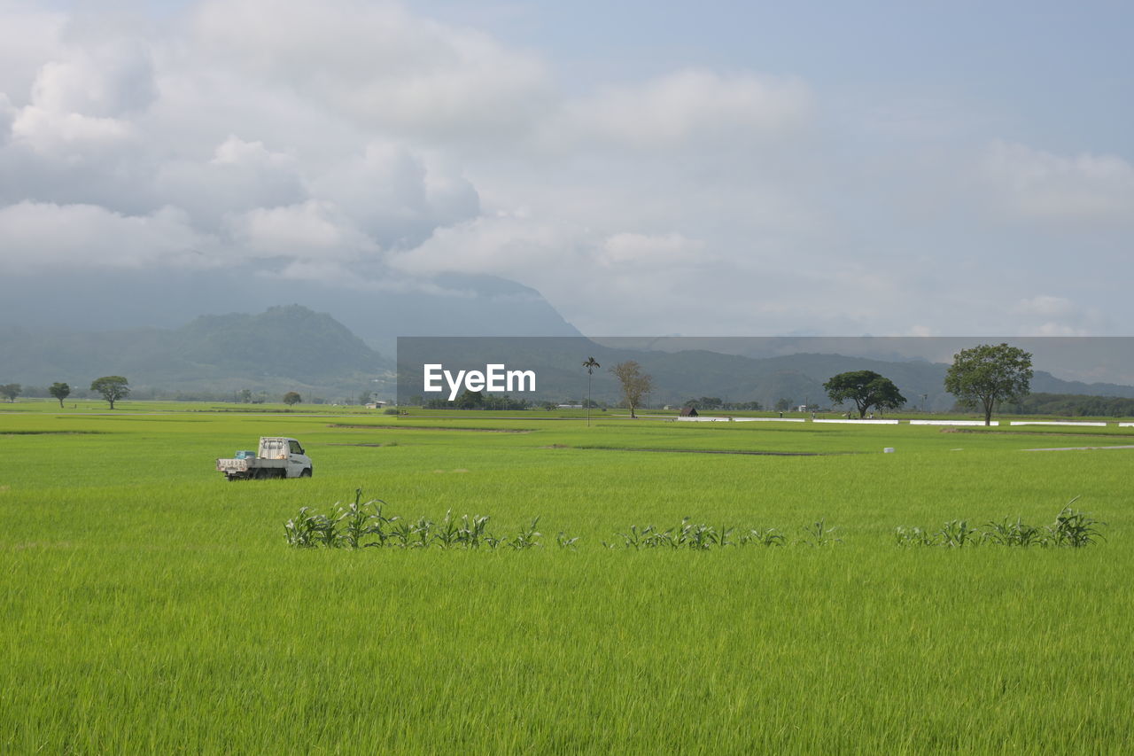 Scenic view of agricultural field against sky