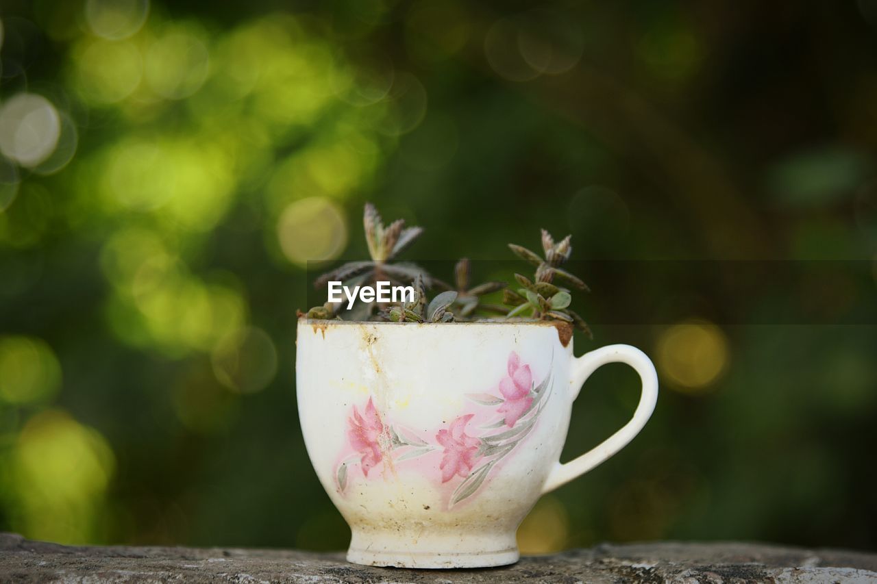 CLOSE-UP OF PINK FLOWER ON TABLE AGAINST BLURRED BACKGROUND