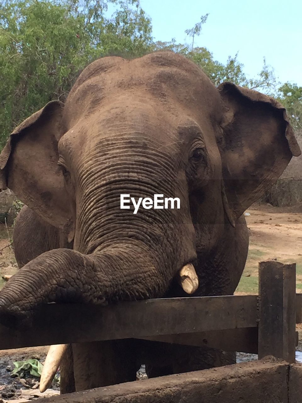 CLOSE-UP OF ELEPHANT ON WOOD