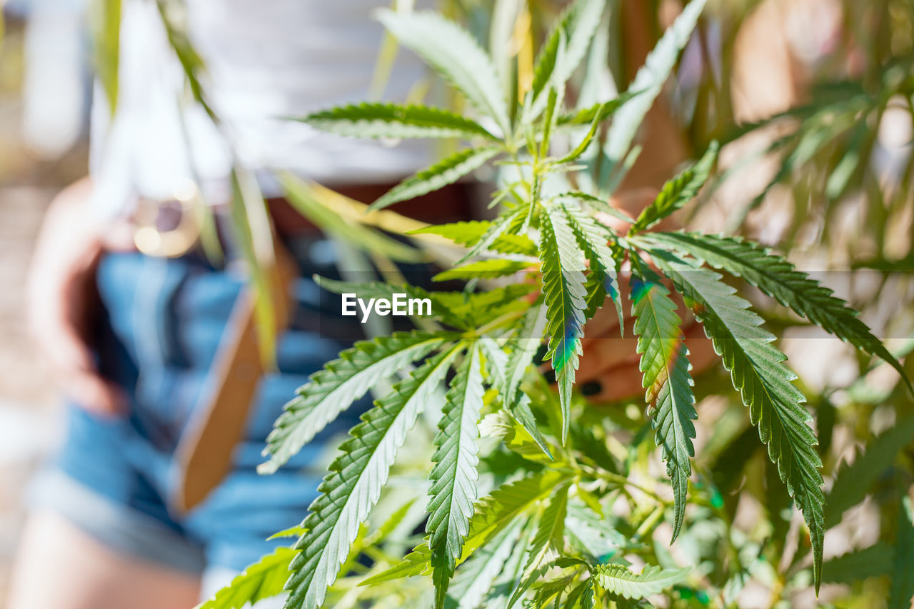 Midsection of woman standing by cannabis plant