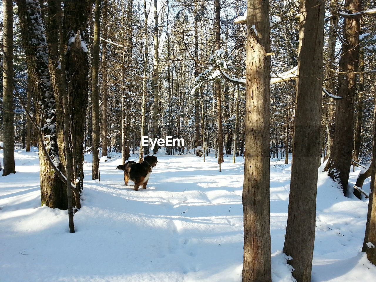 Dog at snow covered forest