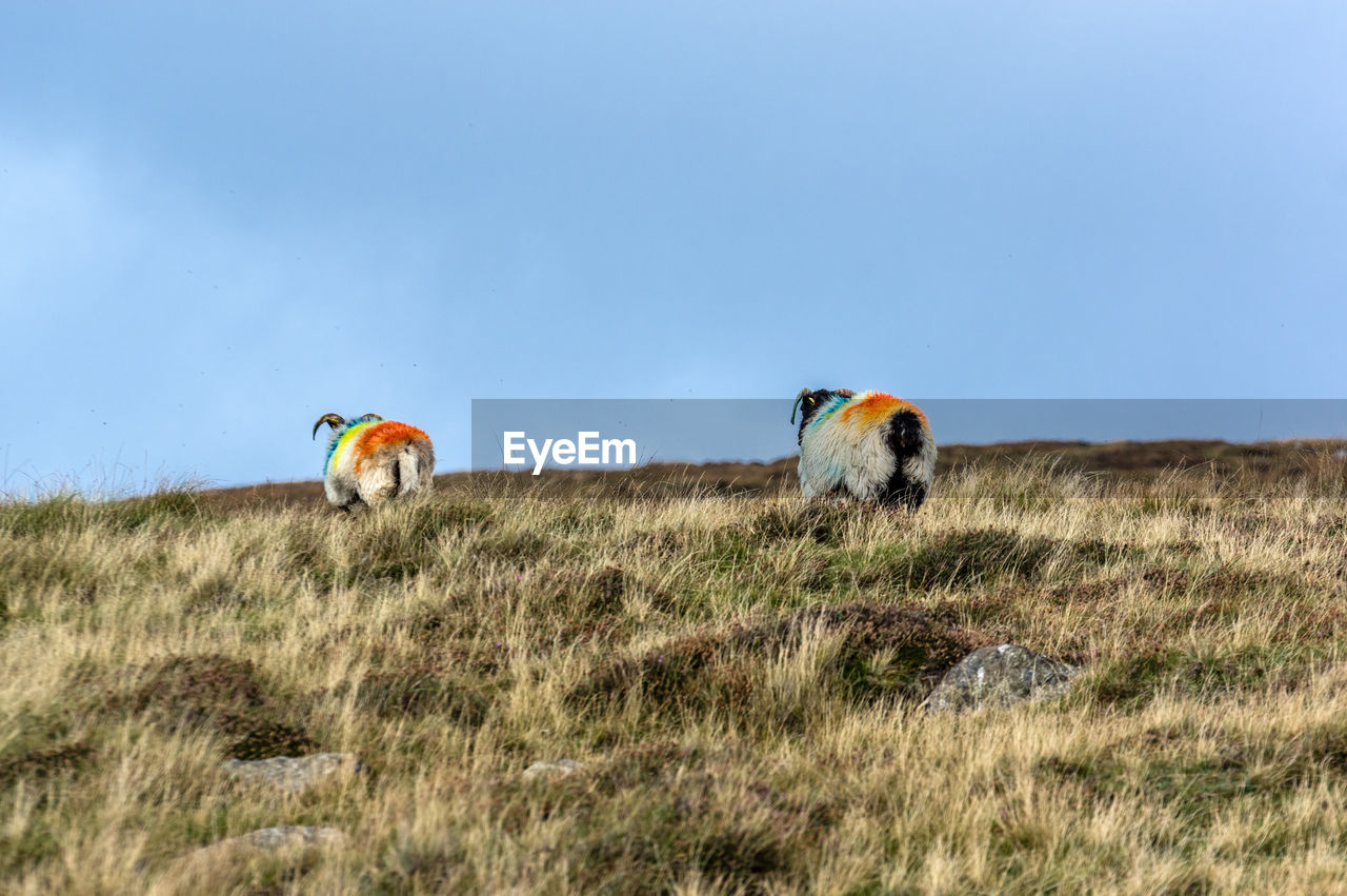 VIEW OF A HORSE ON FIELD