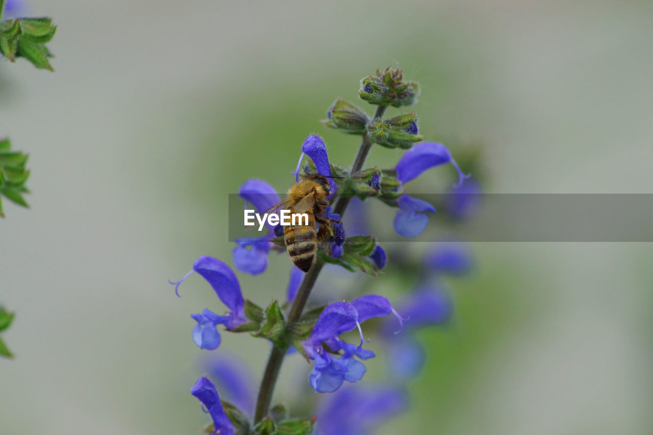Close-up of bee pollinating on purple flower
