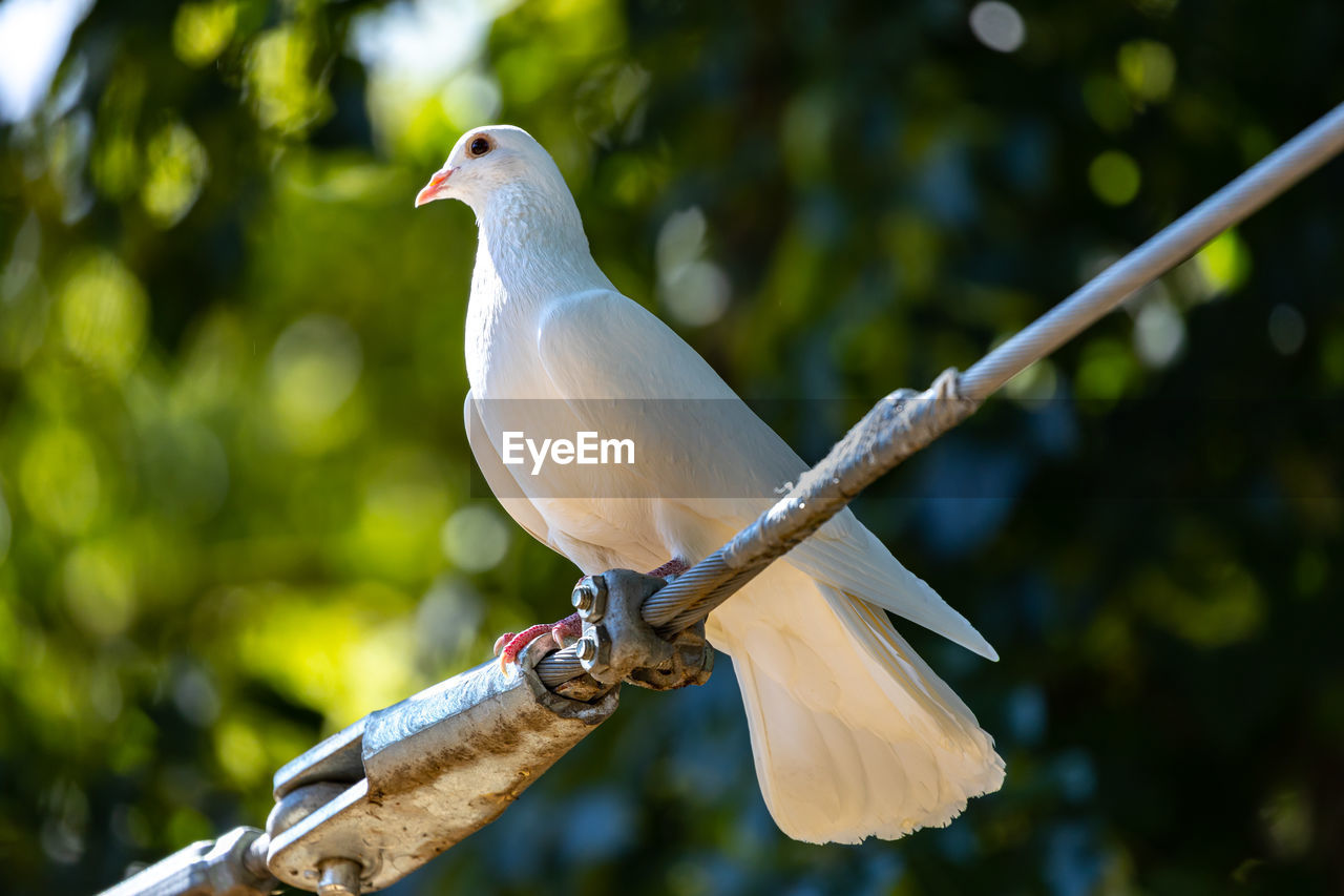 BIRD PERCHING ON A BRANCH