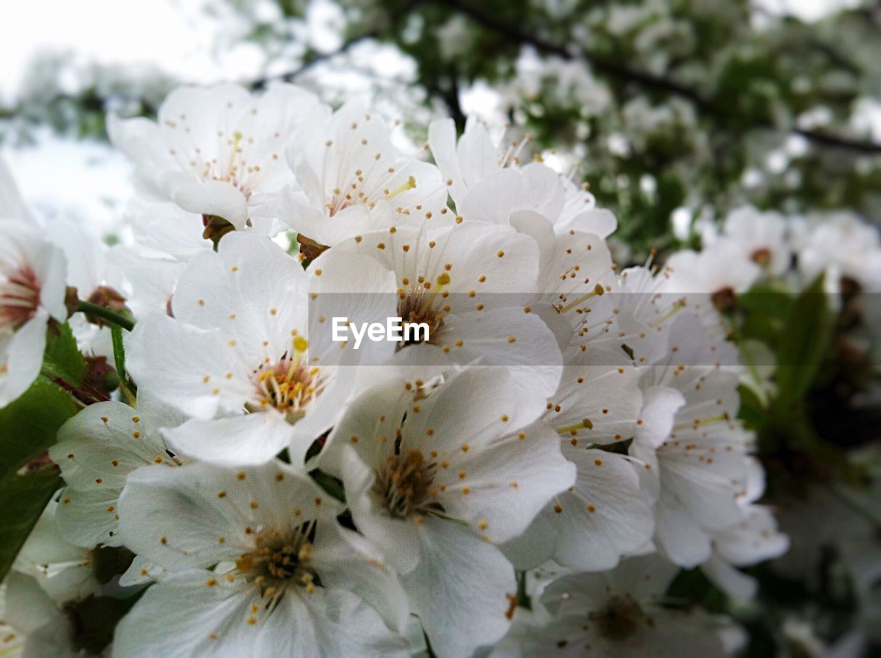 CLOSE-UP OF WHITE CHERRY BLOSSOMS BLOOMING OUTDOORS