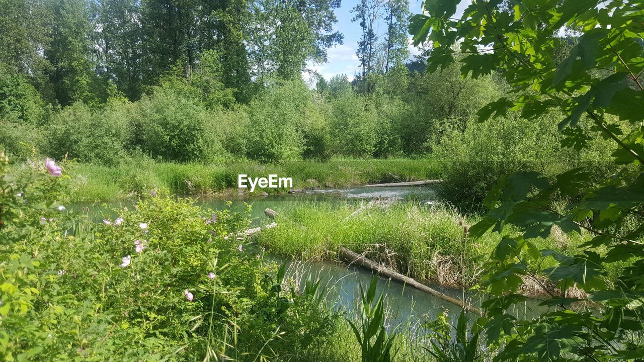 SCENIC VIEW OF LAKE