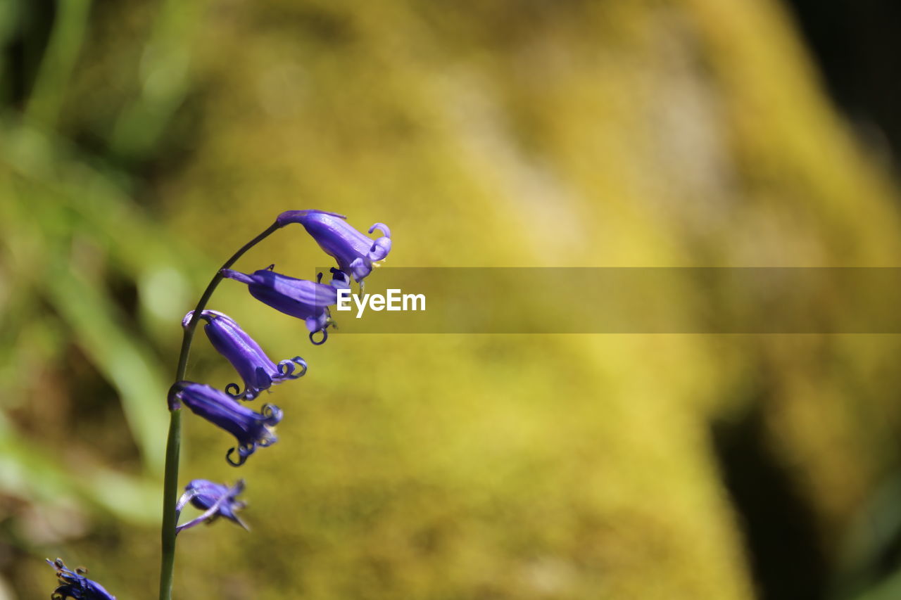 Close-up of purple flowering plant