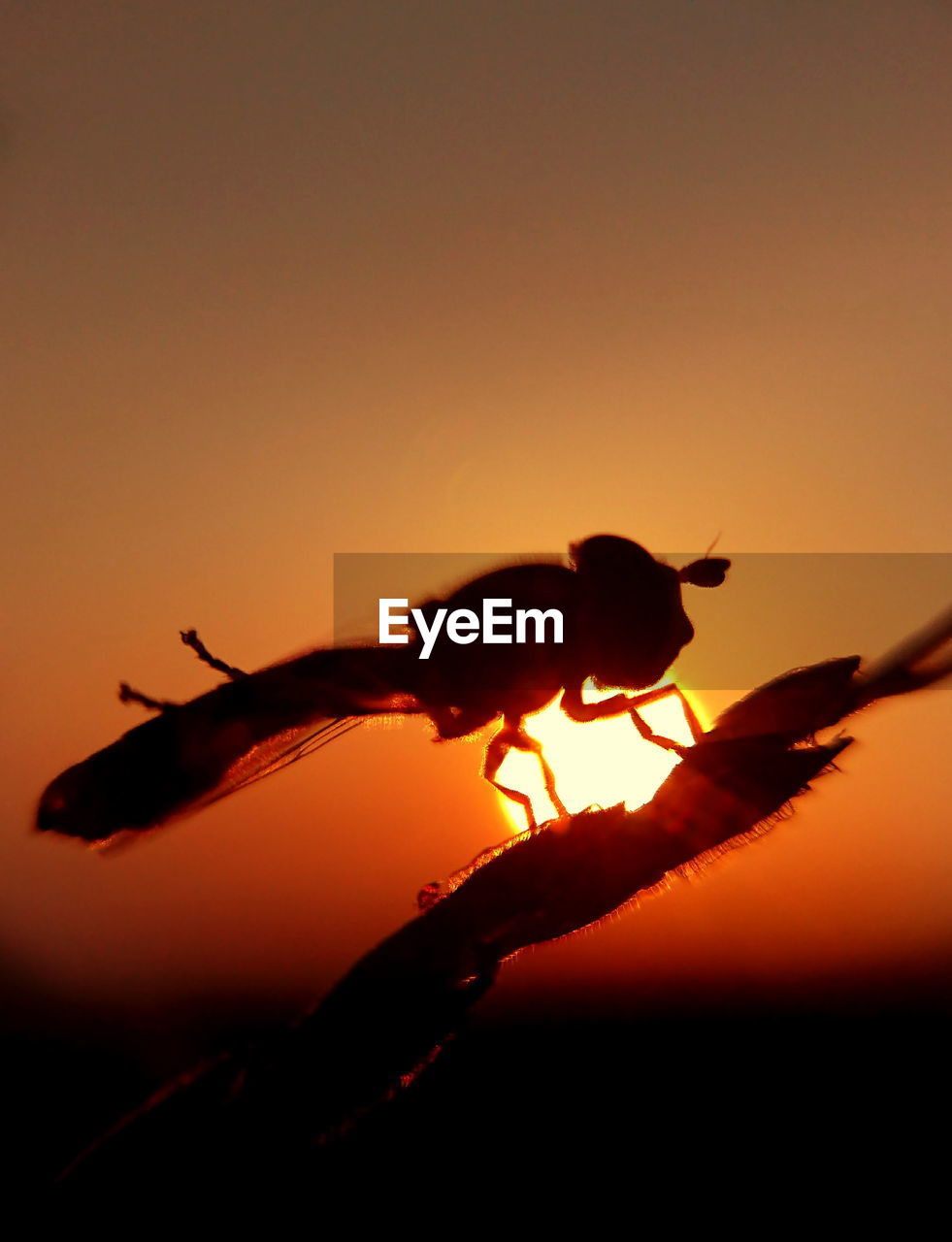 CLOSE-UP OF SILHOUETTE BIRD AGAINST ORANGE SKY