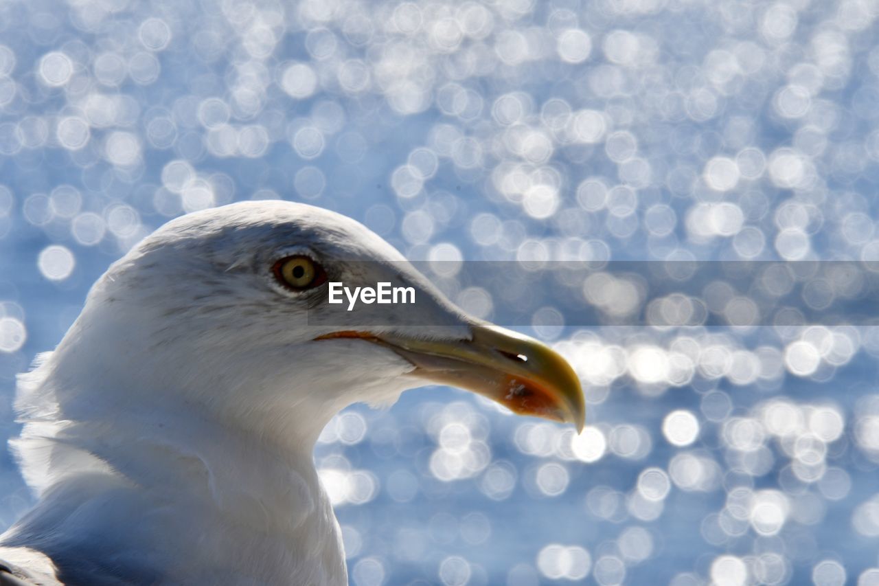 animal themes, animal, bird, one animal, animal wildlife, wildlife, beak, close-up, animal body part, gull, european herring gull, nature, no people, animal head, focus on foreground, wing, seabird, white, seagull, blue, outdoors, side view, day, bird of prey, beauty in nature, portrait