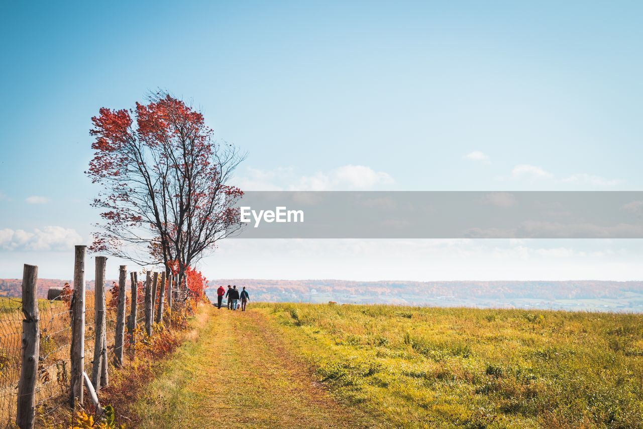 Tree on field against sky during autumn