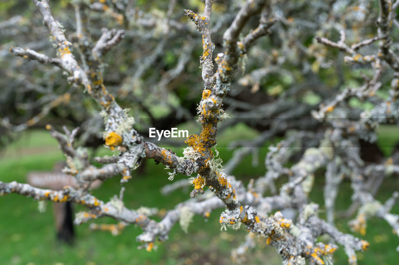 CLOSE-UP OF FROZEN PLANT AGAINST TREE