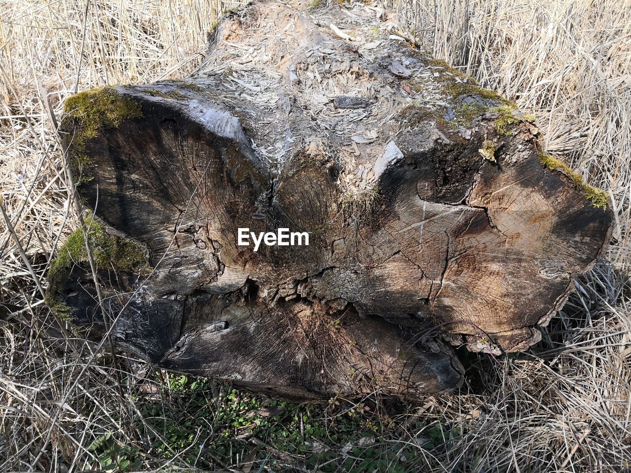 CLOSE-UP OF TREE TRUNK IN FOREST