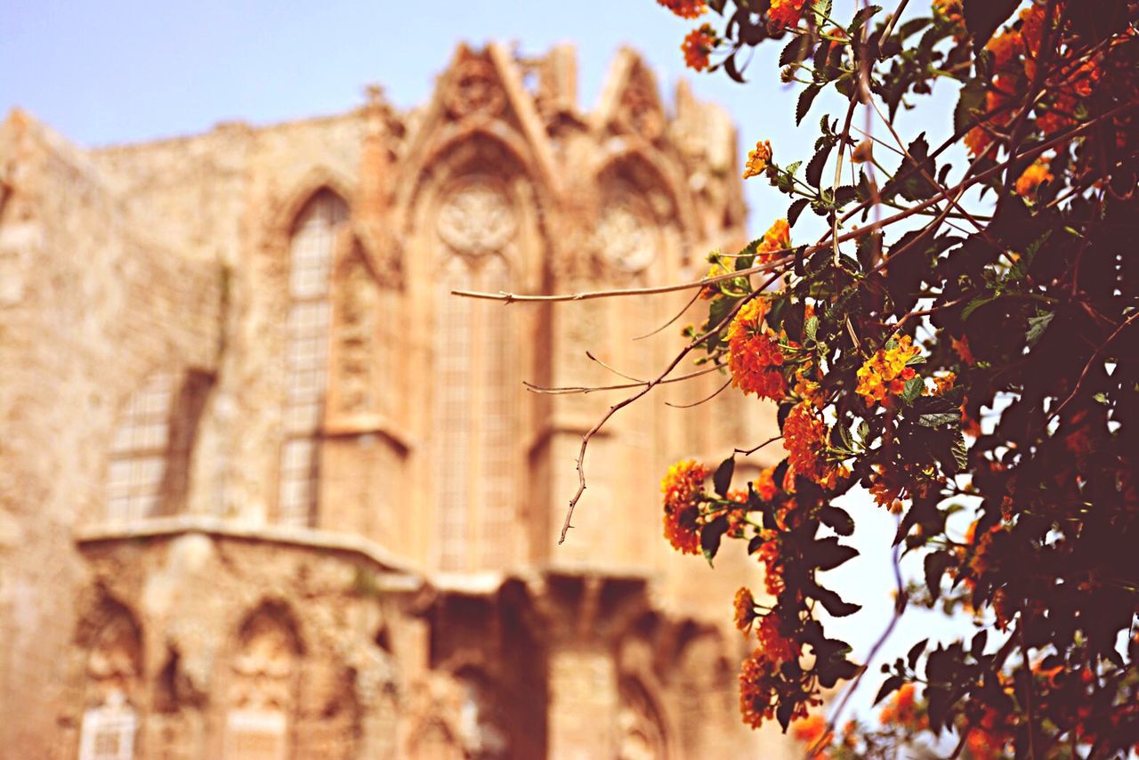 View of flowers against old cathedral