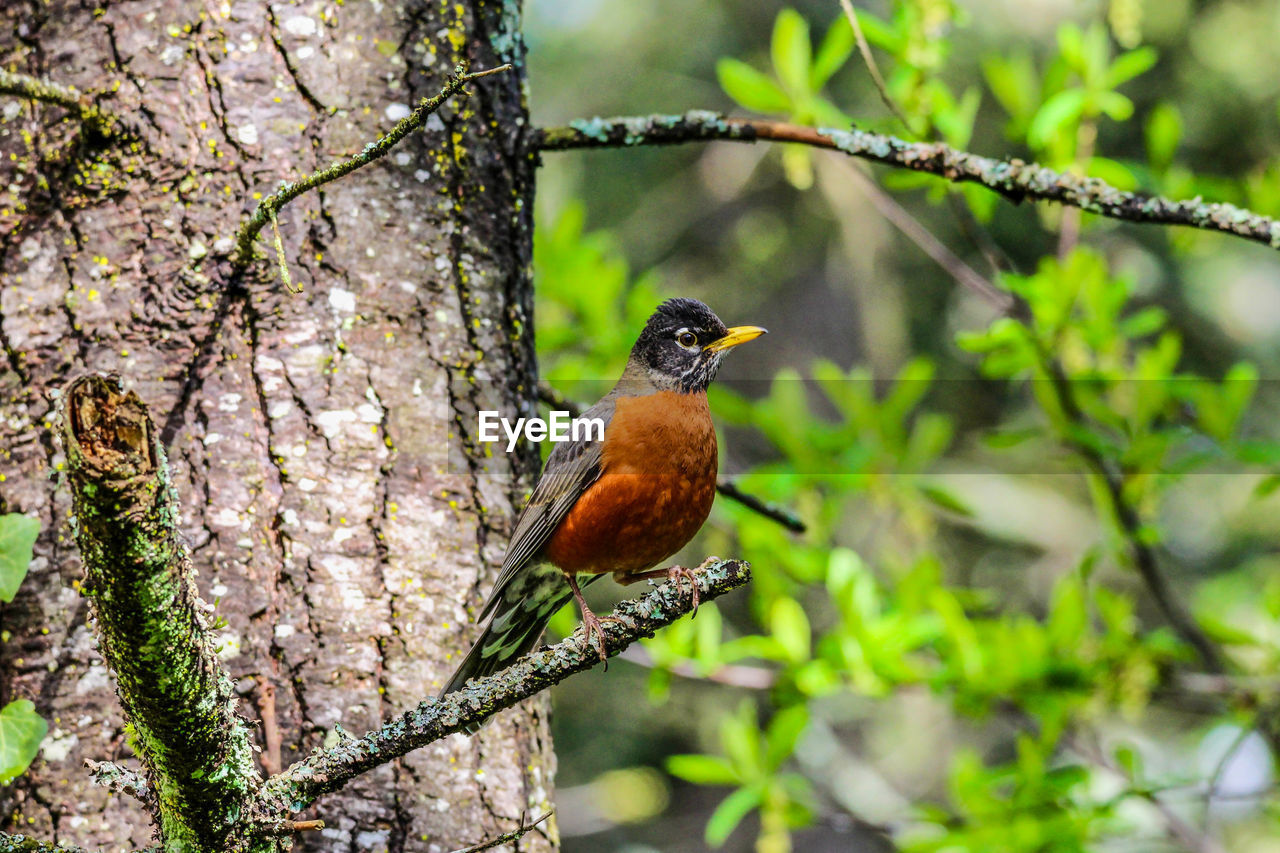 Close-up of robin bird perching on tree