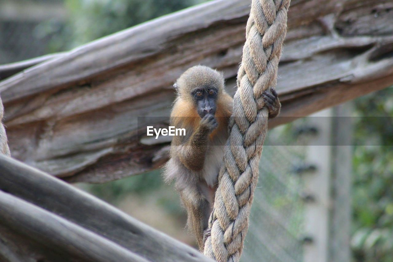 Monkey in zoo