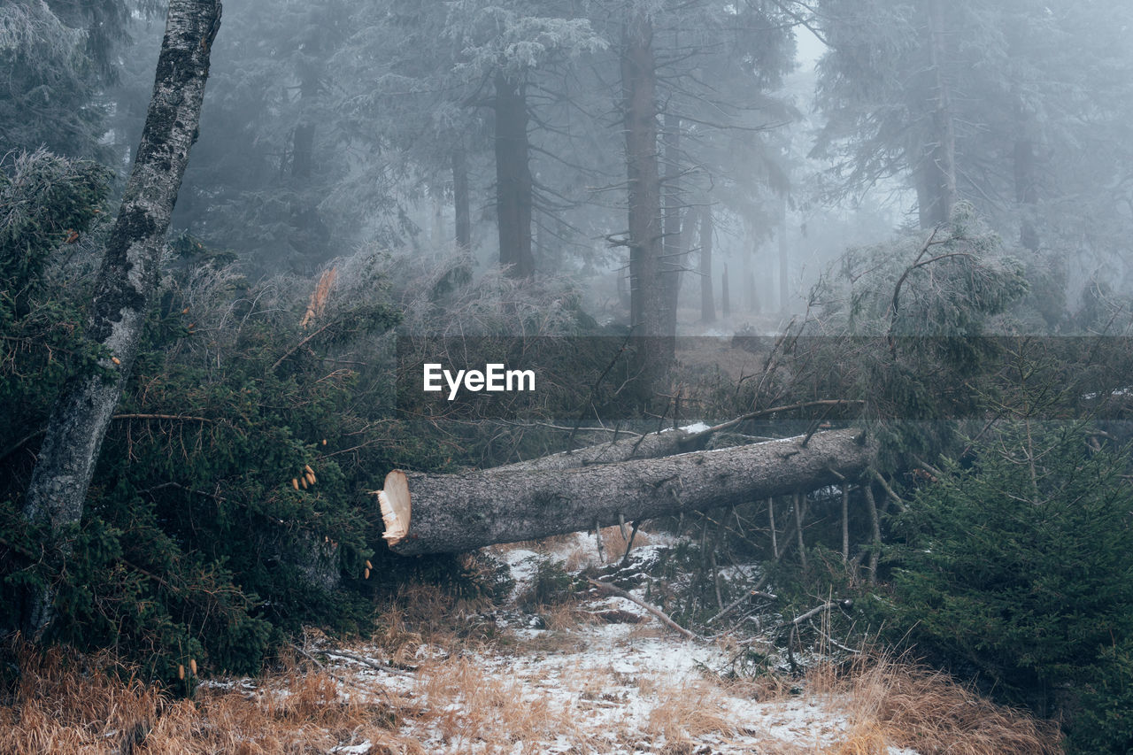 Trees in forest during foggy weather