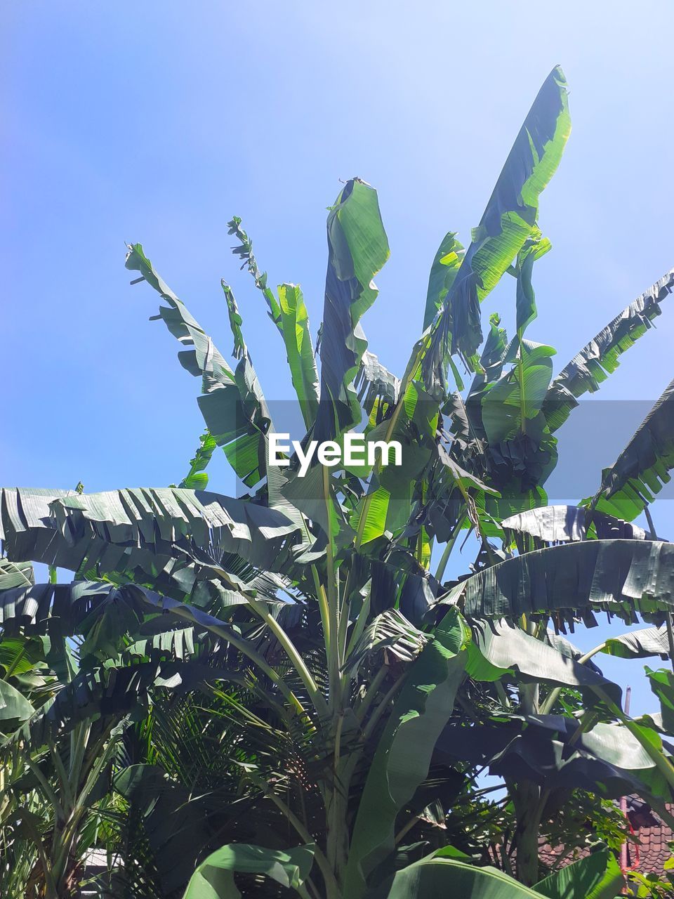 LOW ANGLE VIEW OF TREE AGAINST CLEAR SKY