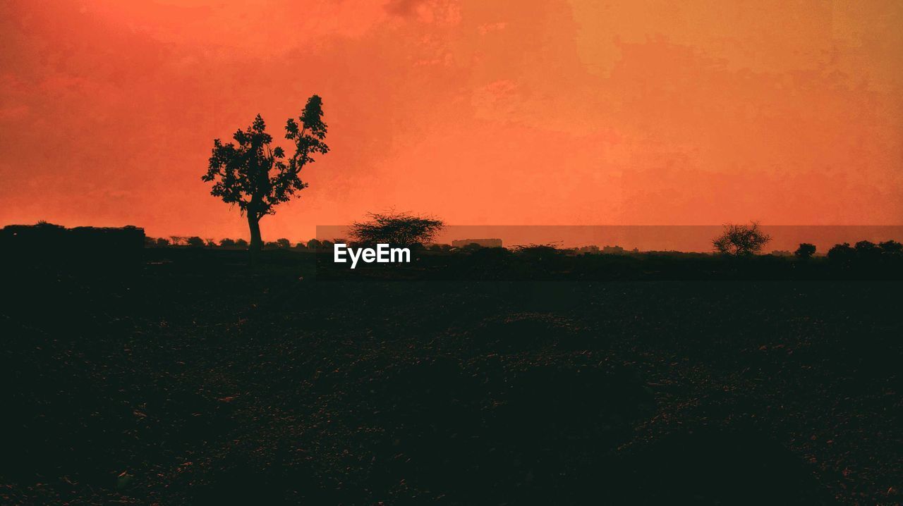 SILHOUETTE TREES ON FIELD AGAINST SKY AT SUNSET