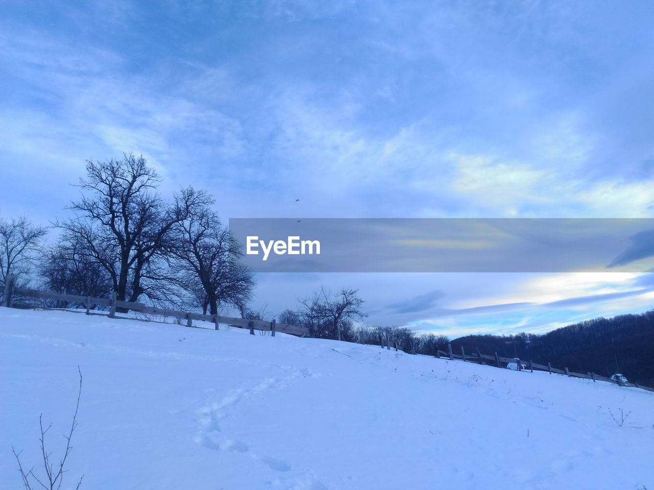 BARE TREES ON SNOW COVERED LANDSCAPE