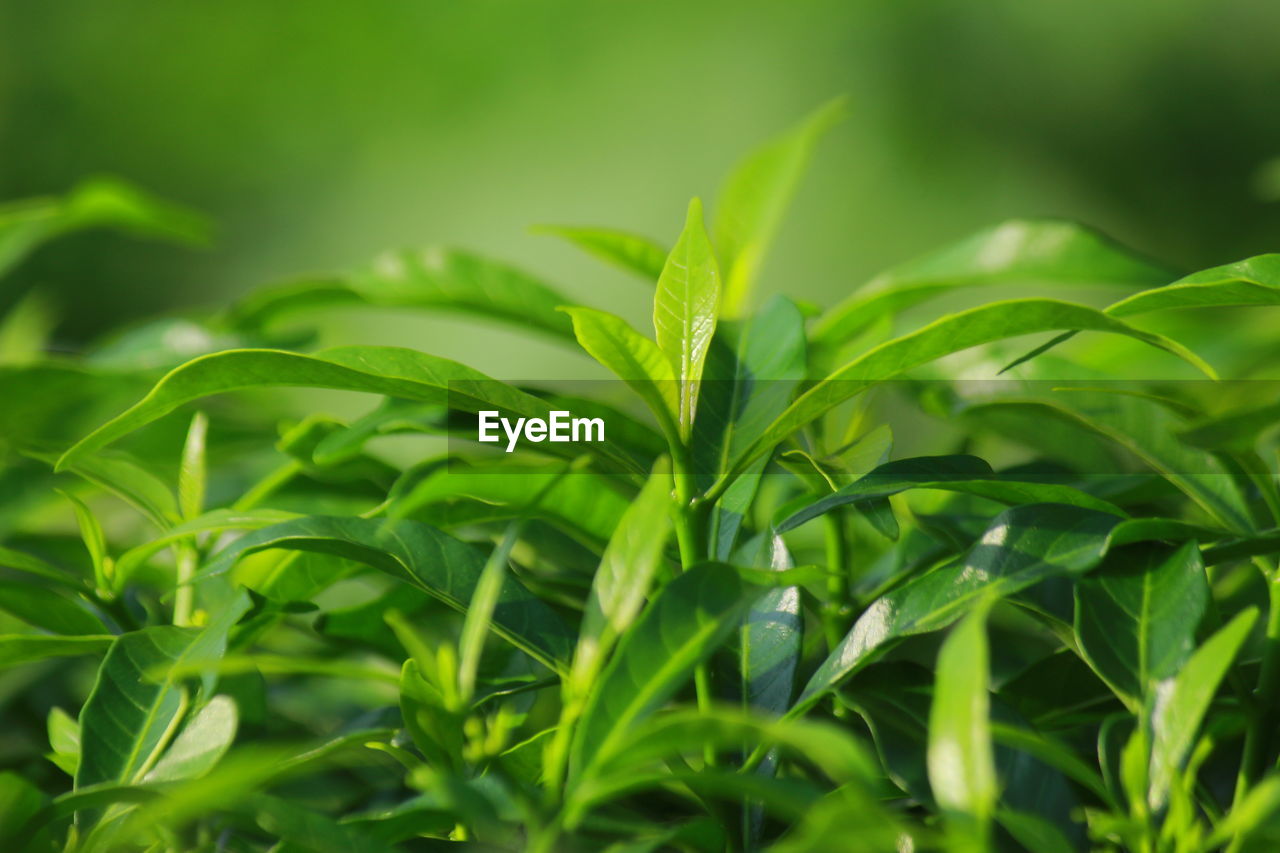 CLOSE-UP OF FRESH GREEN LEAVES ON PLANT