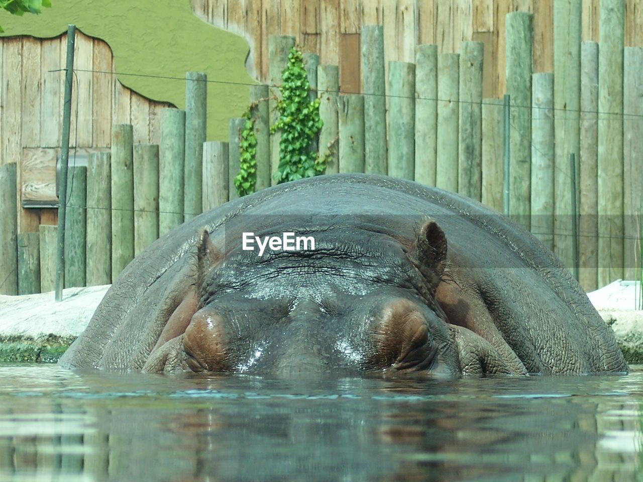 Hippopotamus in water against wooden fence at zoo
