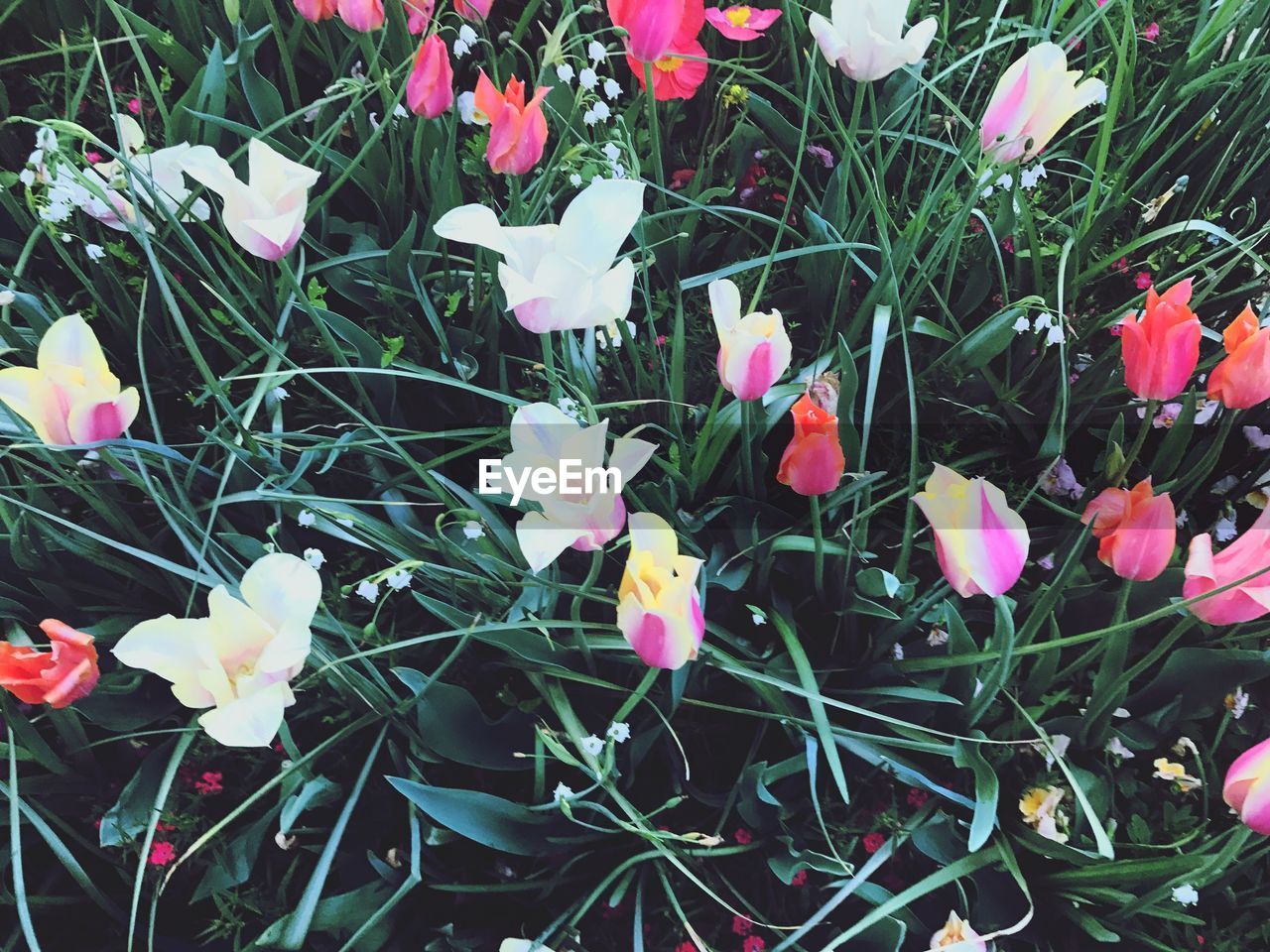 Close-up of plants